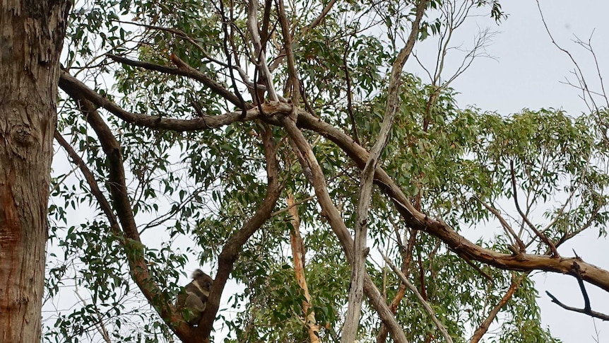 A koala sits in a leafy gum tree