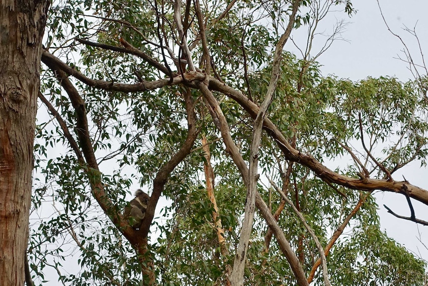 A koala sits in a leafy gum tree