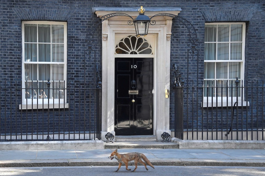 A fox walking past the black door of 10 Downing Street.