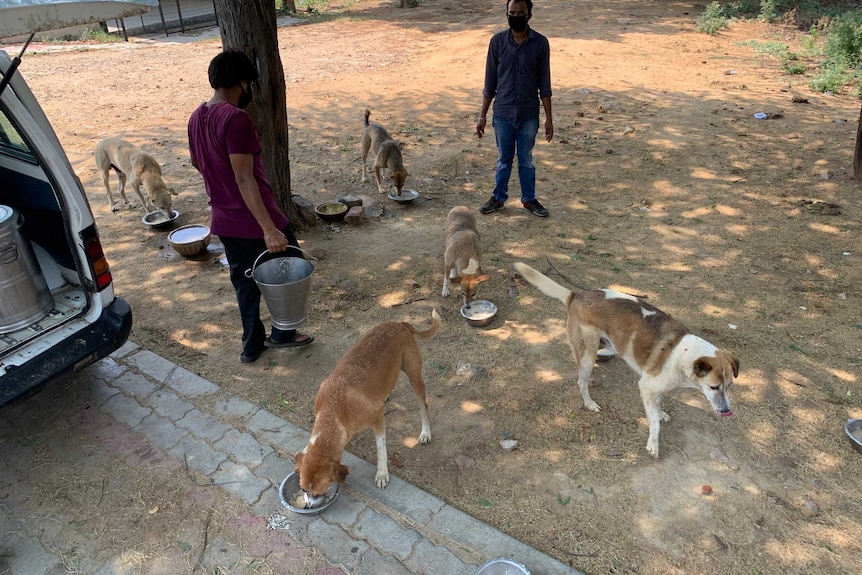 Two men feeding dogs out of metal bowls