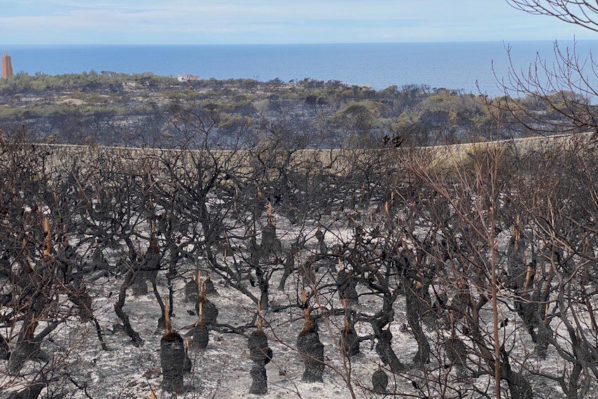 Rows of small bushes stripped and blackened, the ocean behind