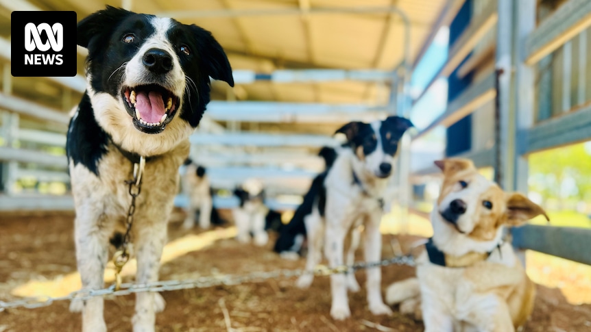 As farmers struggle to find workers across Australia, many are turning to man’s best friend to get the job done