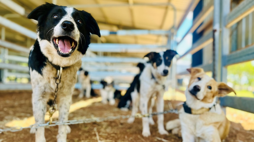 A group of border collies in a pen at a dog trial and sale show.