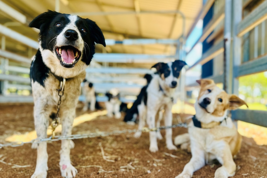 A group of border collies in a pen at a dog trial and sale show.