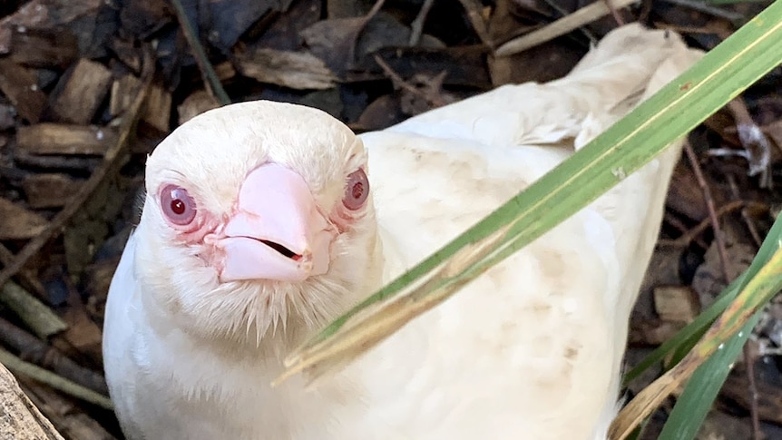 An all-white, genuine albino magpie sits in a planter surrounded by wood chips and green fronds.