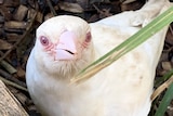An all-white, genuine albino magpie sits in a planter surrounded by wood chips and green fronds.