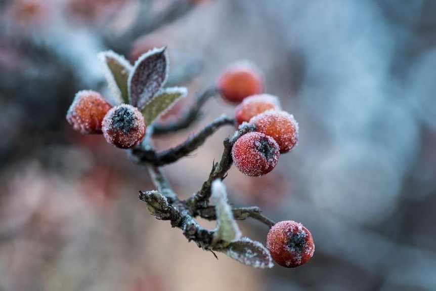A plant covered in frost in Guyra, NSW
