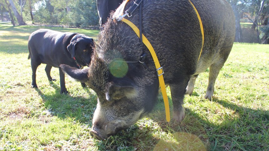 Council must wear a special harness while walking on Wangaratta's streets, which his owner had specially made from a saddler.