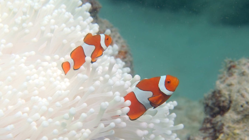 Clownfish swimming near bleached coral off Lizard Island