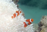 Clownfish swimming near bleached coral off Lizard Island