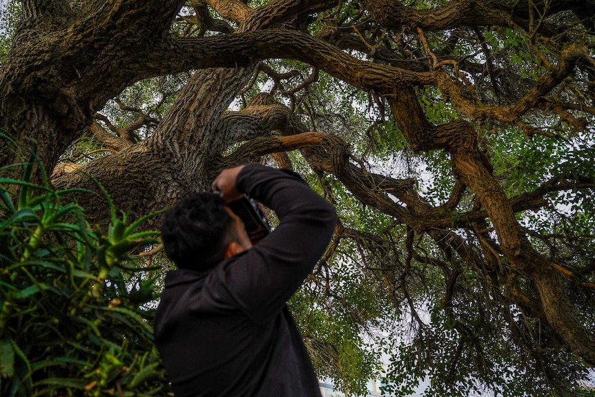 A man looks up at a large tree with a DSLR camera in his hands.
