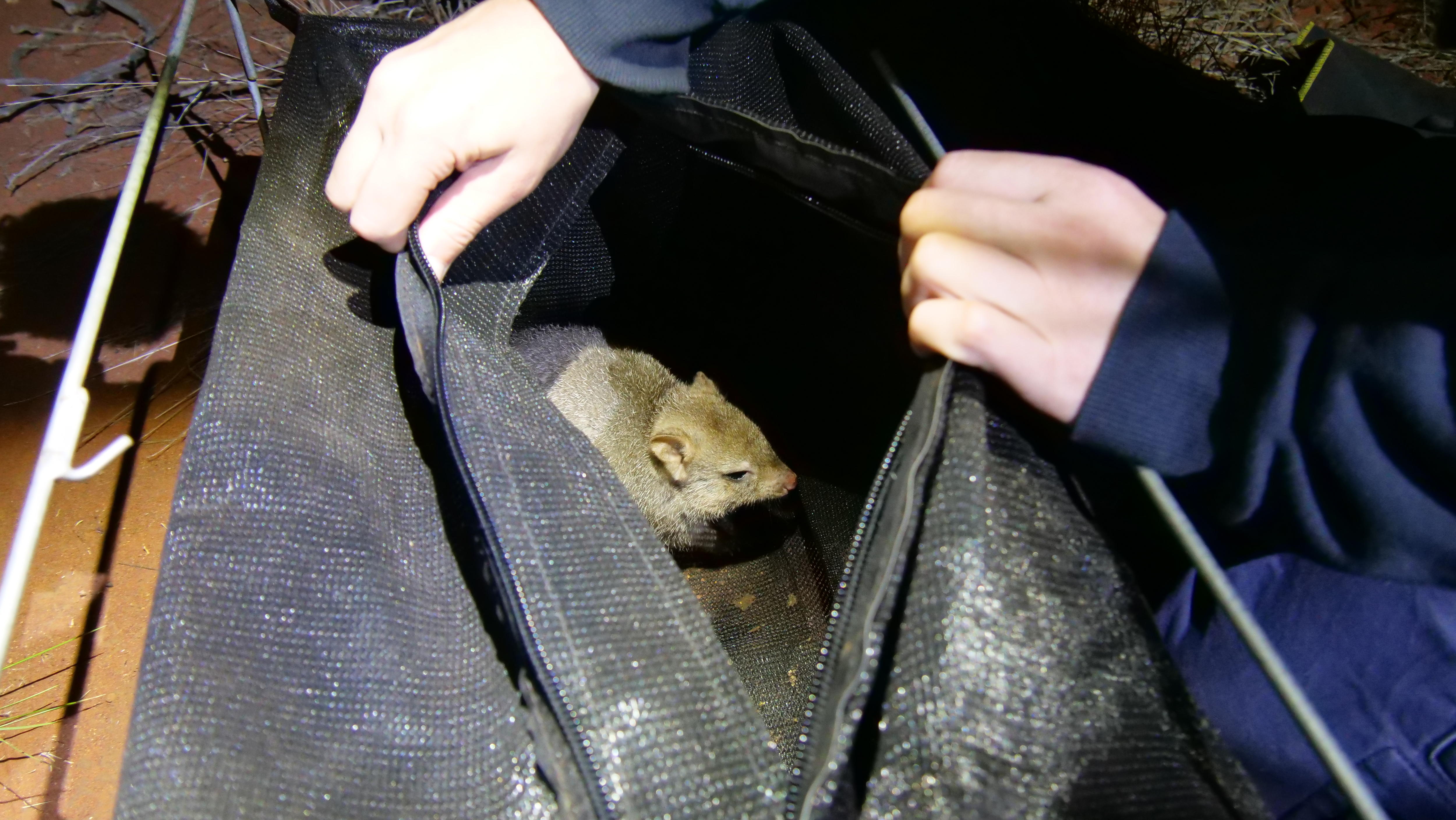 Torchlight illuminates two hands opening the top of a trap to reveal the head of a tiny brown bettong and it's pink nose.