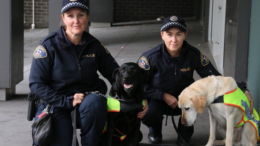 Two female police officers crouch next to two labrador  dogs