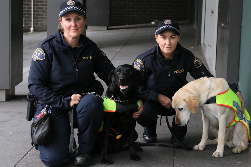 Two female police officers crouch next to two labrador  dogs