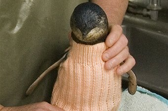 Oiled penguin in a knitted wool jumper.