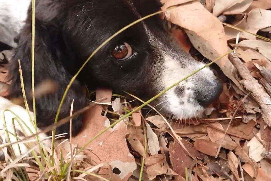 A working dog in action finding native flora