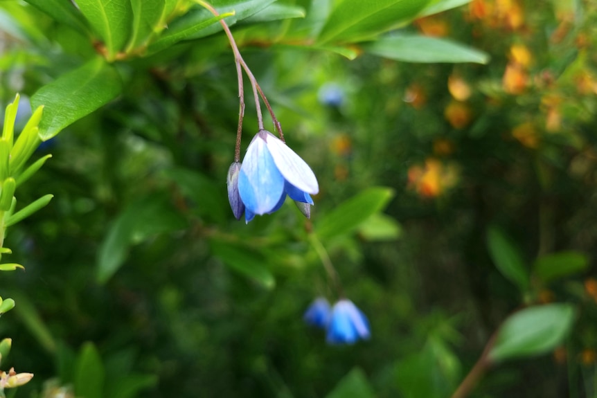 Blue flower in Spring
