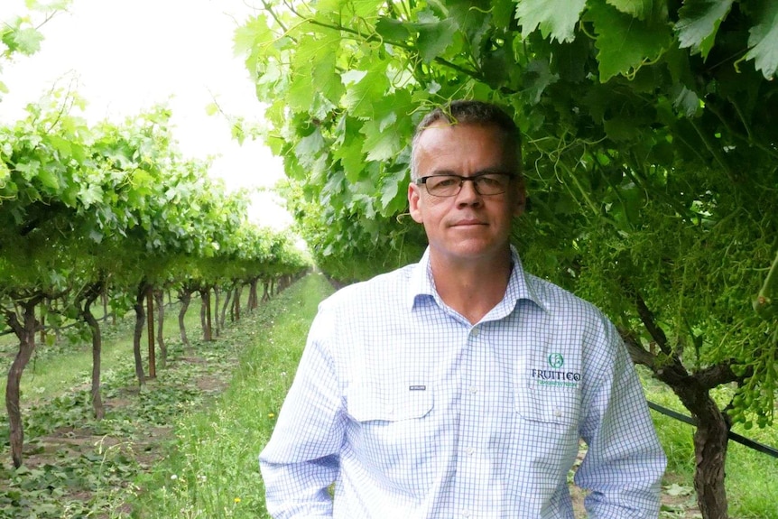 Un hombre con anteojos y cabello corto y oscuro parado en una plantación de frutas.