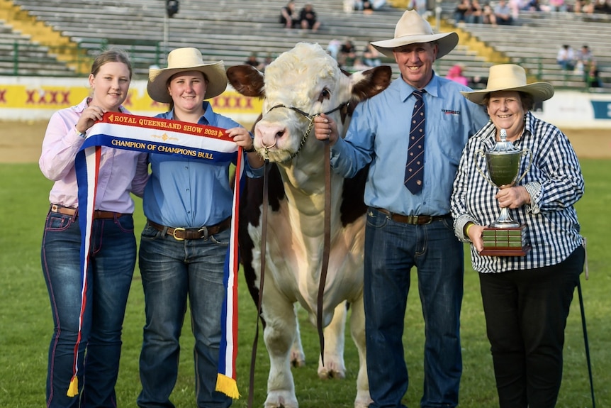 A well-groomed white-and-brown cow, two girls and a man and a woman stands proudly holding a trophy and a winner's ribbon.