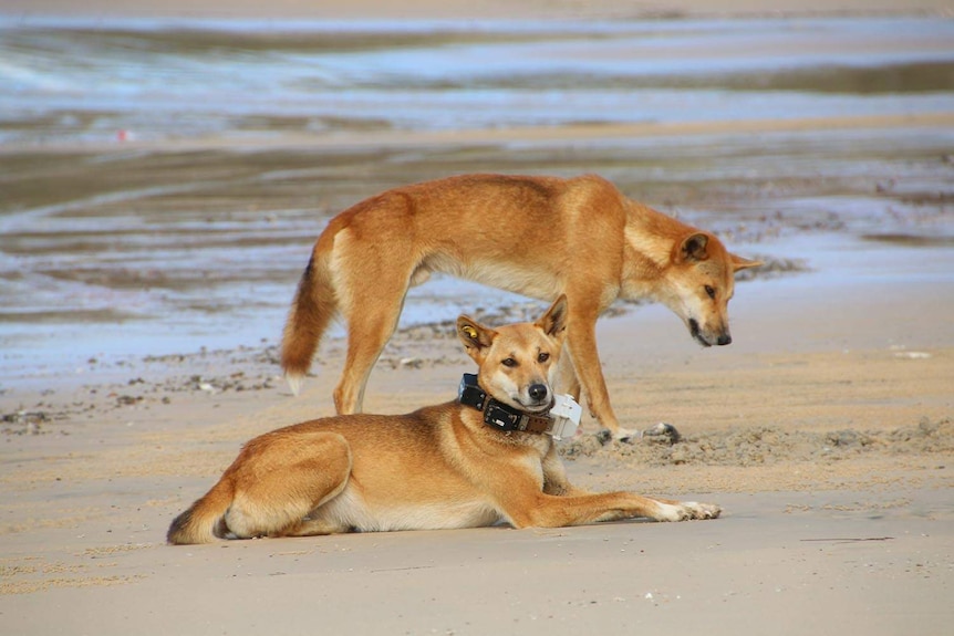 Two dingoes on the beach at Fraser Island, with the one lying down in front wearing a GPS tracking collar.