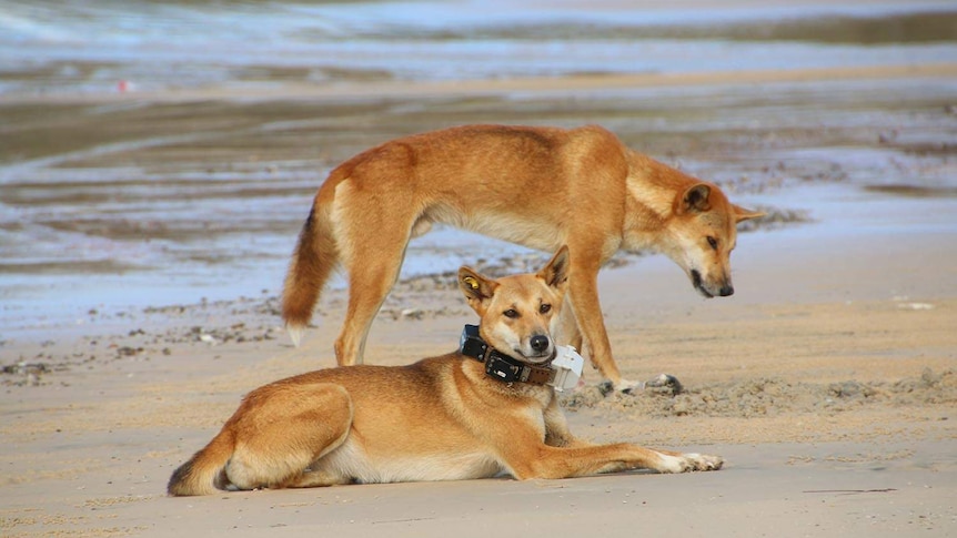Runner Hospitalized After Being Attacked By Dingos in Australia
