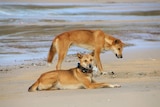 Two dingoes on the beach at Fraser Island, with one wearing a GPS tracking collar.