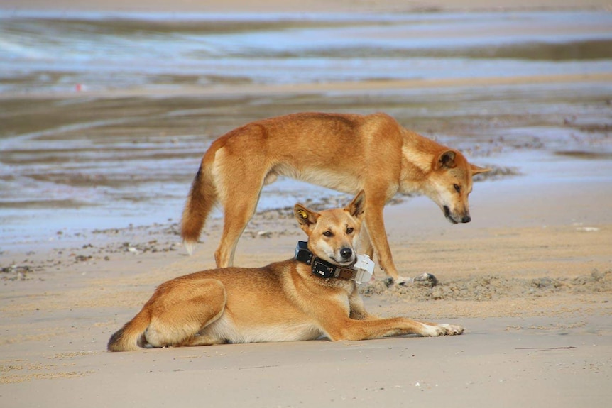 Two dingoes on the beach at Fraser Island, with one wearing a GPS tracking collar.
