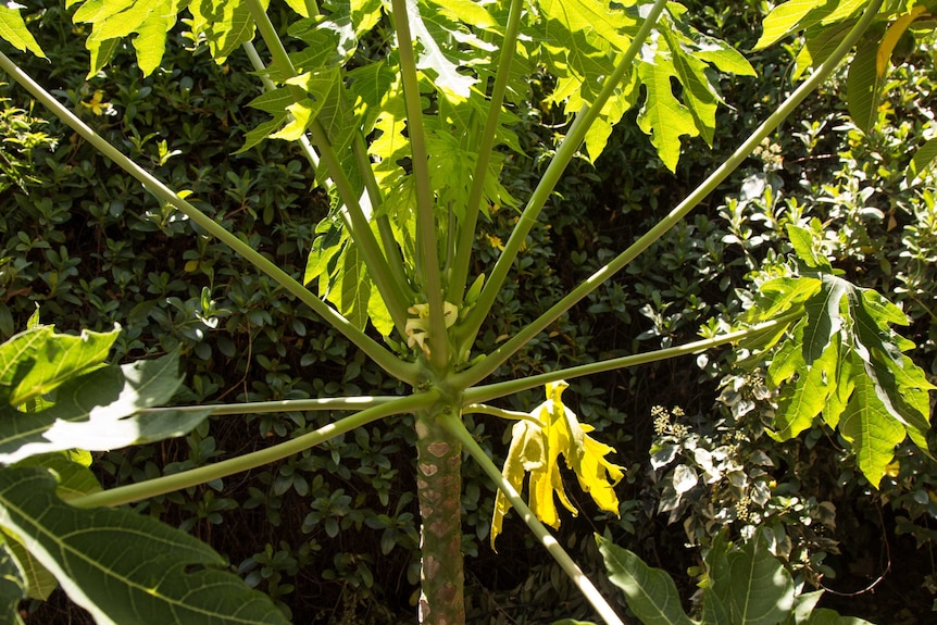 A paw paw tree in a Bayswater edible pocket garden