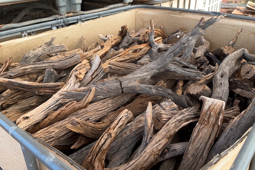 timber wood cut up sandalwood in a tub 