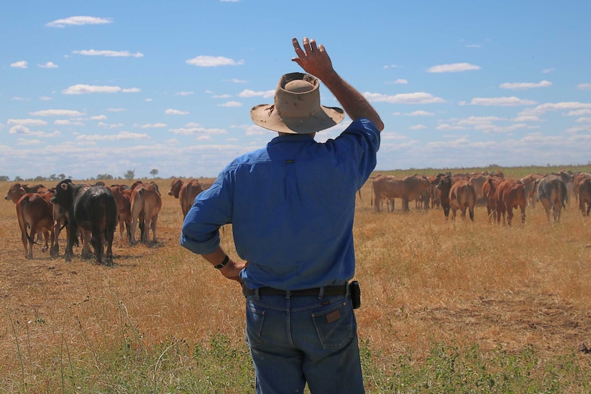 North-west Queensland grazier Ardie Lord working cattle