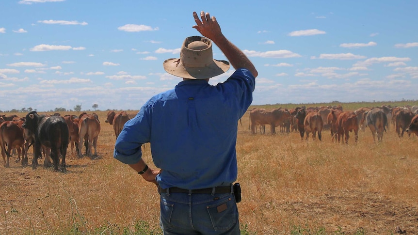 A North-west Queensland grazier in front of cattle