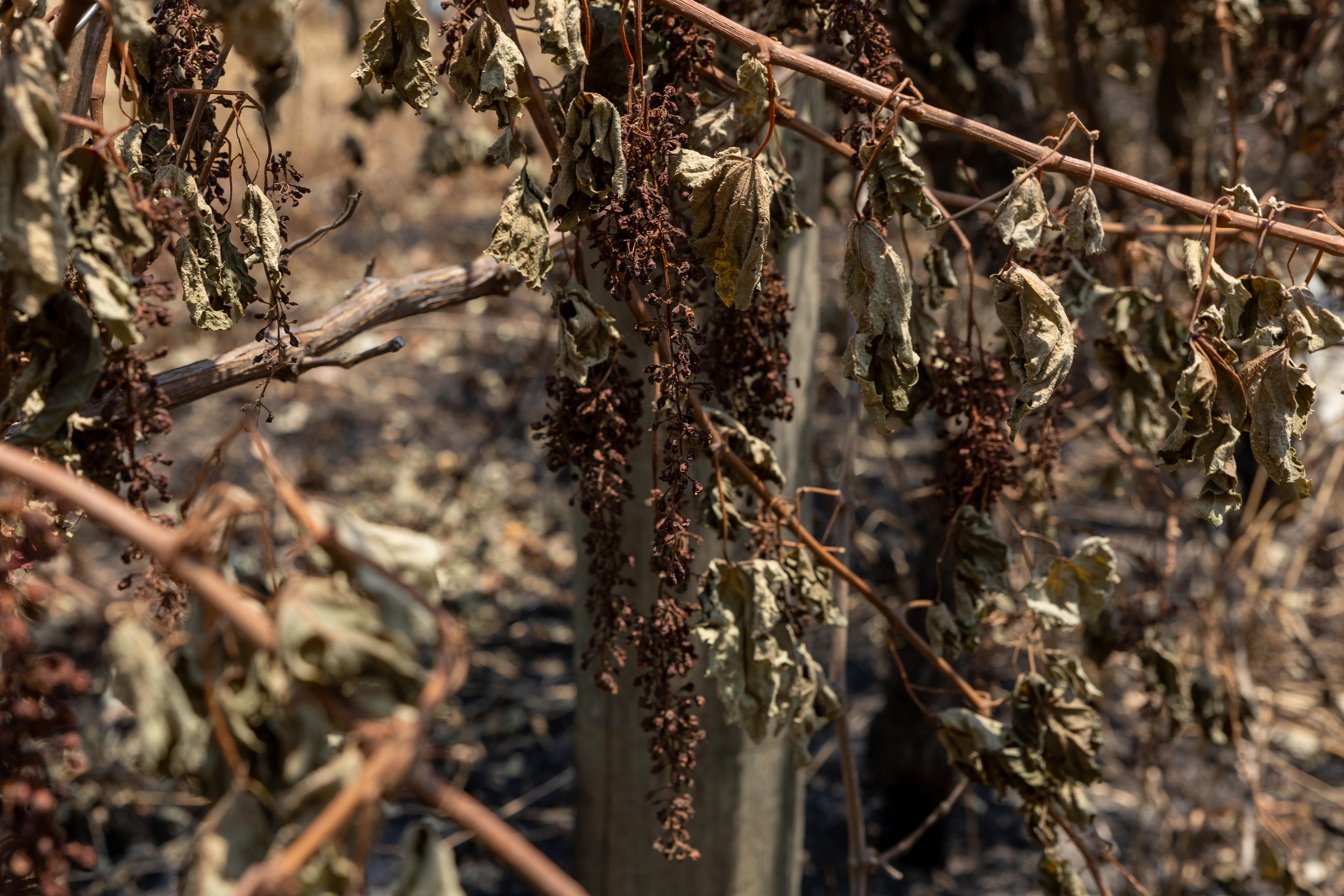 Uvas queimadas em uma videira. 
