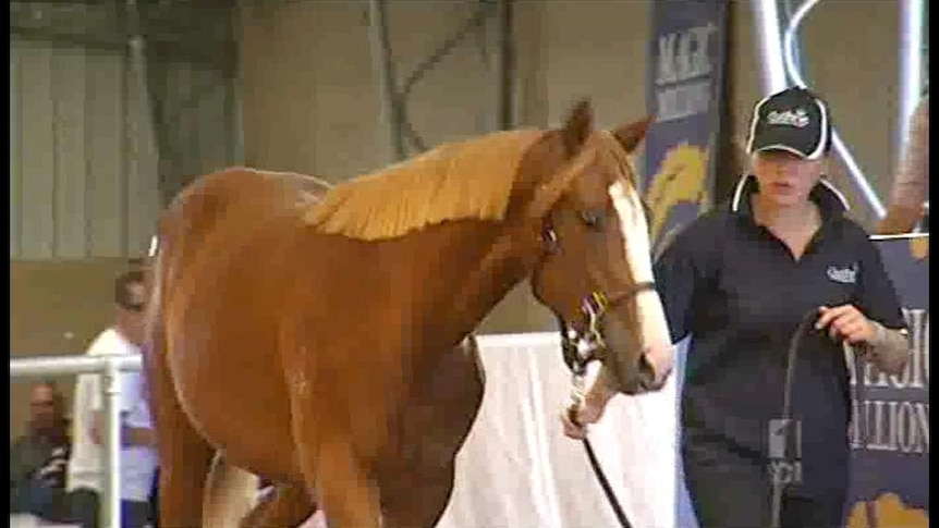 A yearling for sale at the Magic Millions