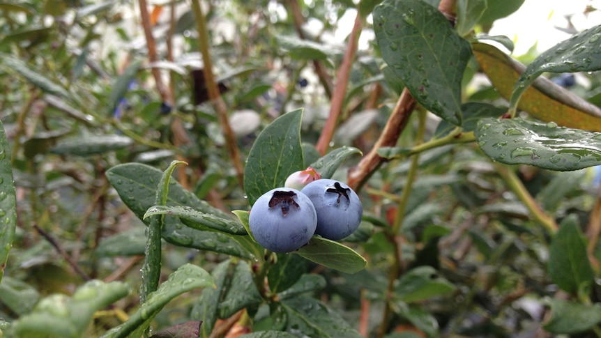 Blueberries on the plant ready to be picked.