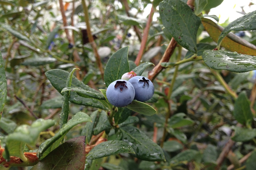 Blueberries on the bush at Adam Atwal's orchard, north of Coffs Harbour in New South Wales.