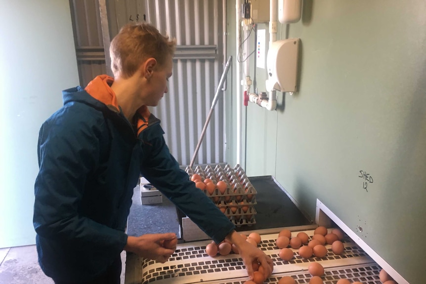 A young man standing in a shed sorts eggs coming off a conveyer belt onto trays for sales.