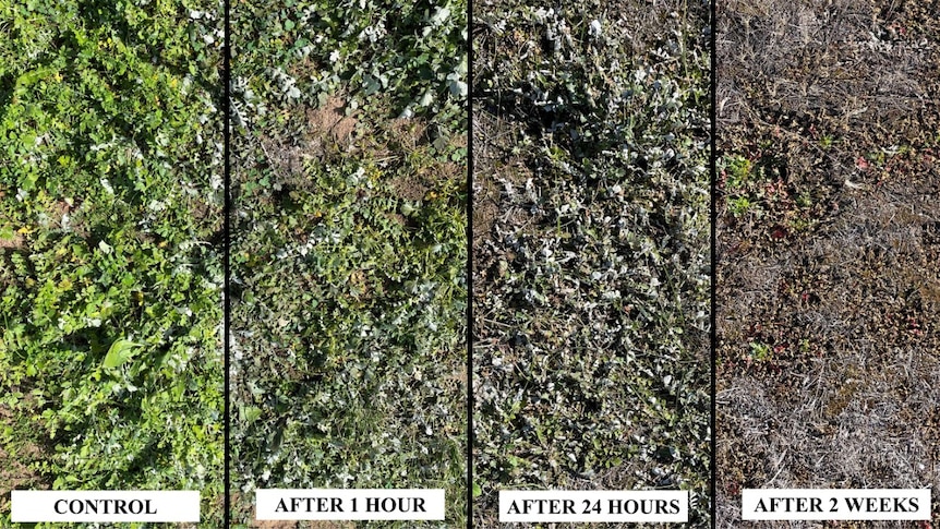 A four-panel image showing the results of a weed control trial.
