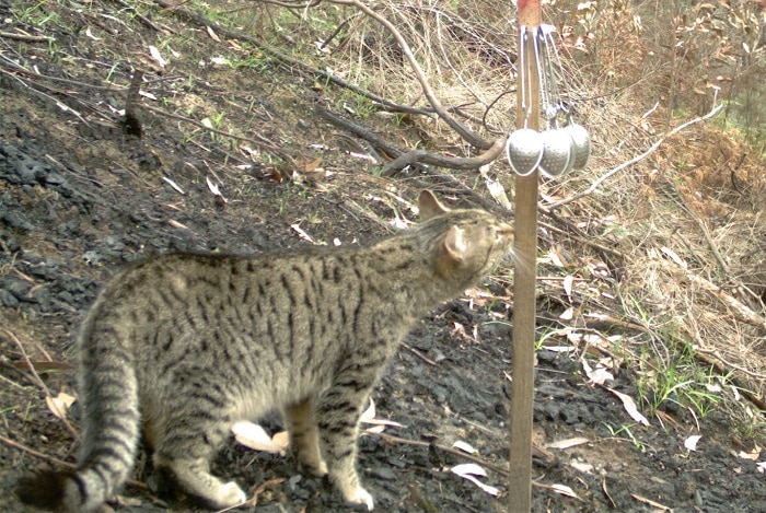 A feral cat is pictured in a burnt out area of bush.