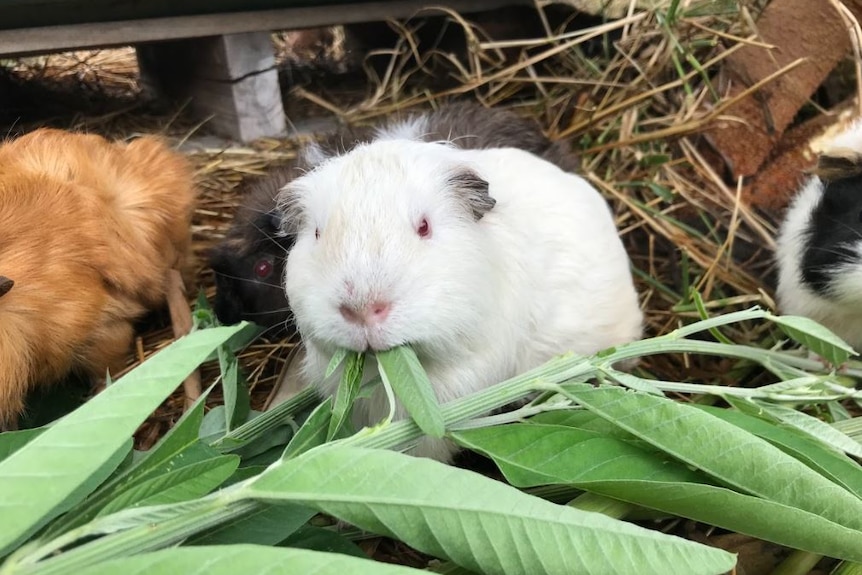 A close up of a guinea pig eating weeds