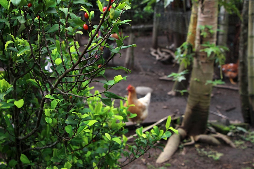 A green tree with red fruit and chooks in the background