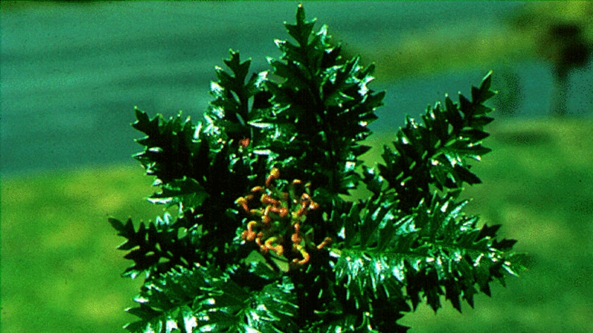 Rare and endangered Tasmanian plant, Lomatia tasmanica, also known as Kings Holly or Kings Lomatia.