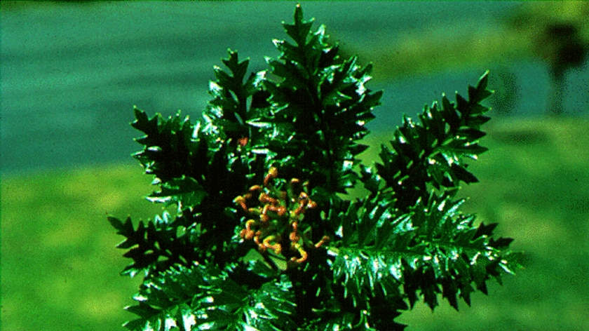 Kings Holly in a secret location in southern Tasmania.