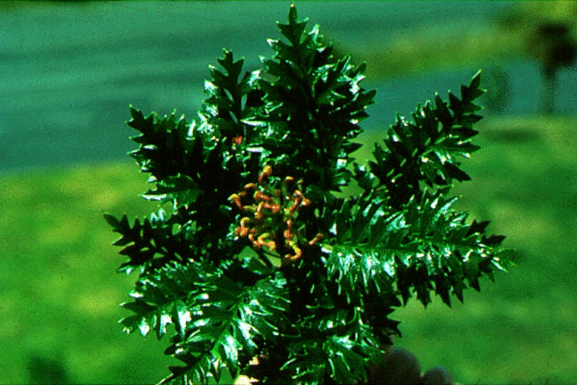 Kings Holly in a secret location in southern Tasmania.