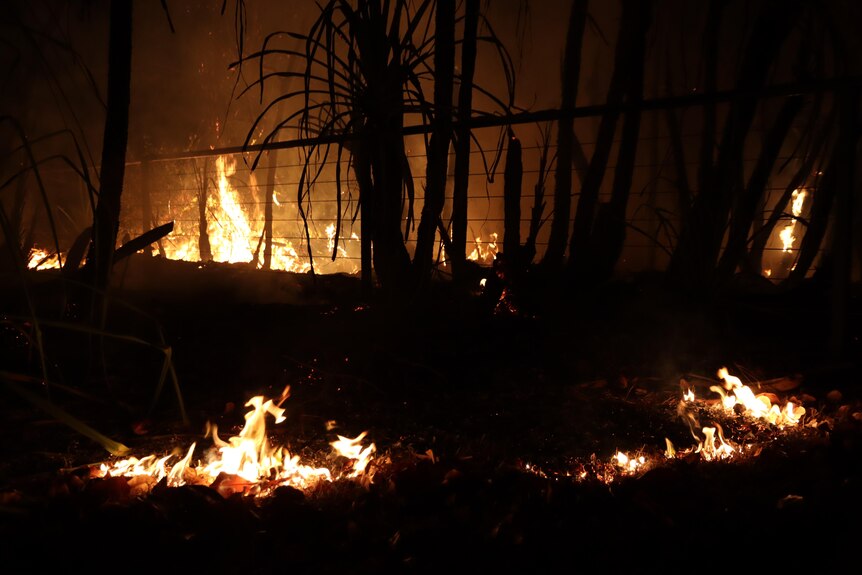 Fires burning in shrubbery at night