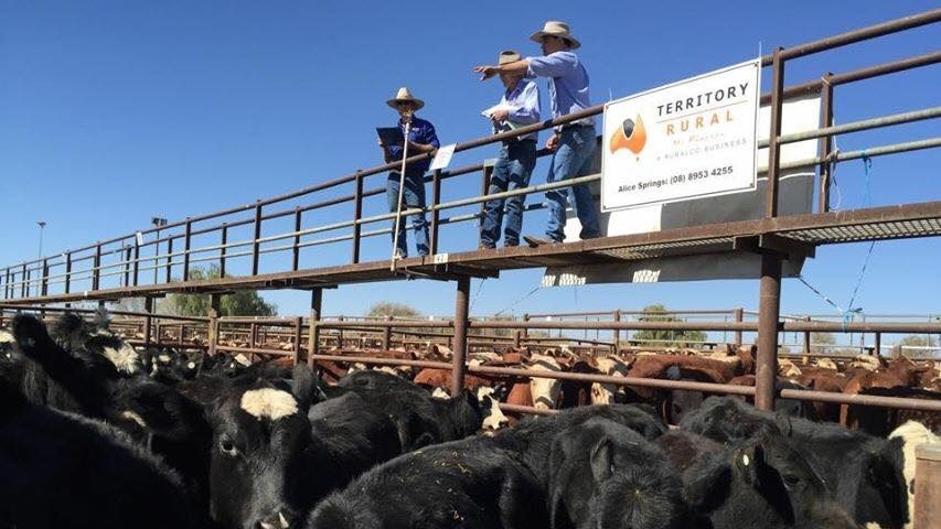 cattle in yards with men standing on boards above