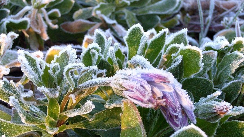 Frost clings to a plant