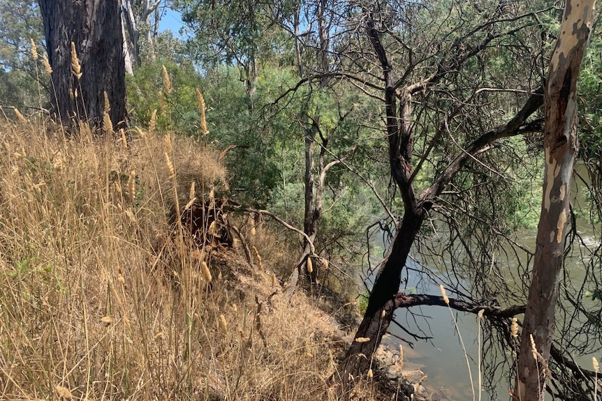 Goulburn River, Tallarook