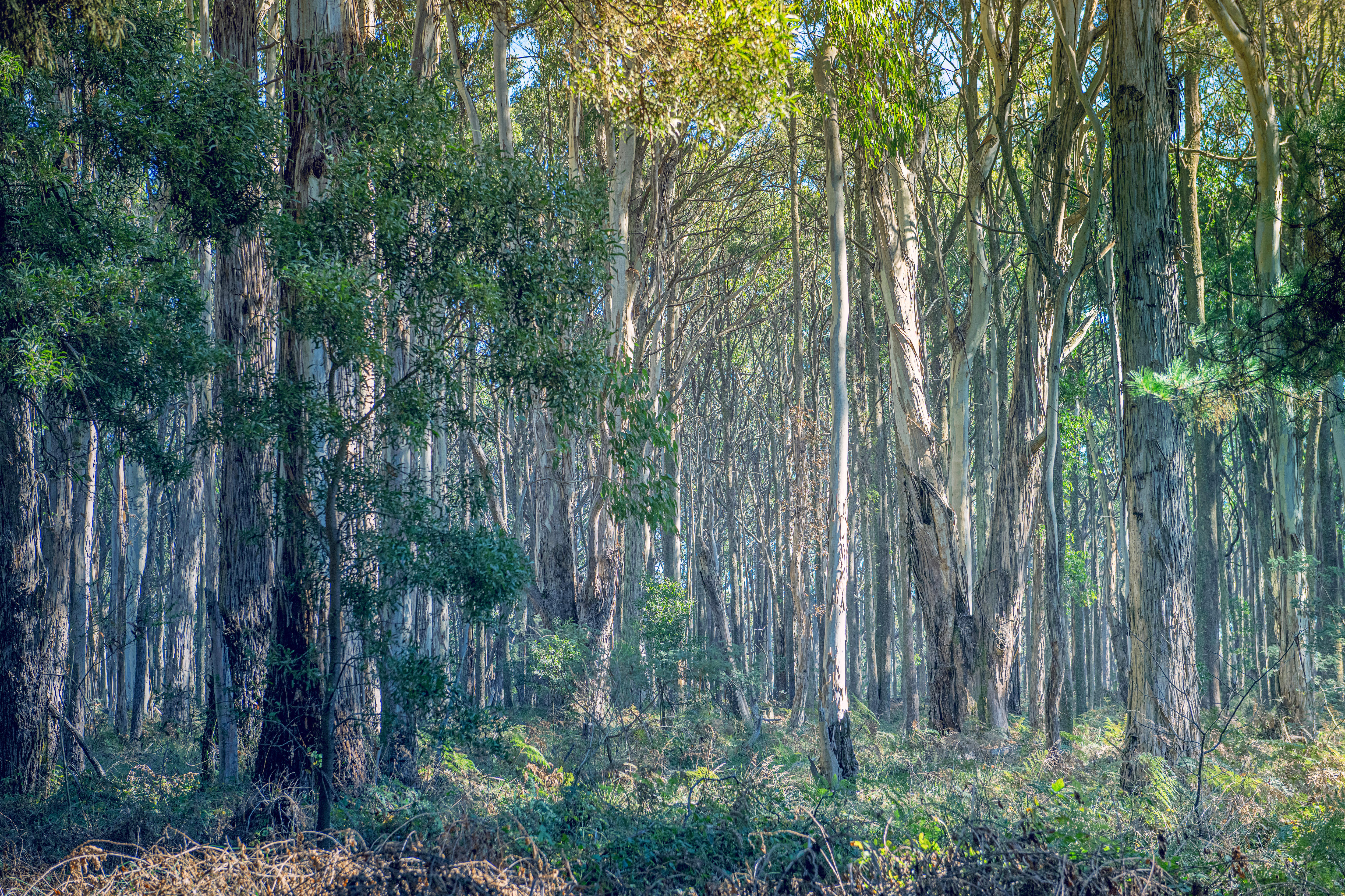 ‘Without trees we are all lost’: the ancient stories of Australia’s iconic Eucalyptus