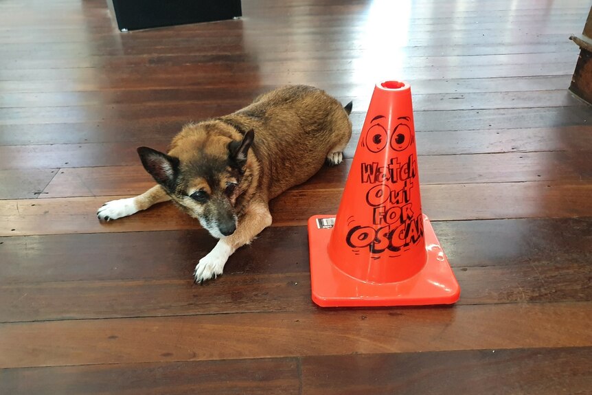 dog lounges next to a cone with his name on it 