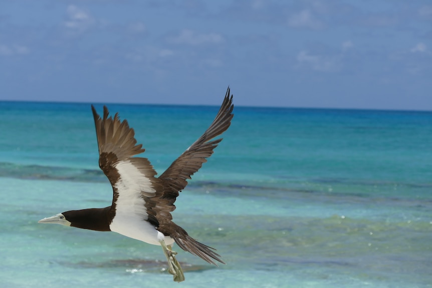 Brown Booby in flight.